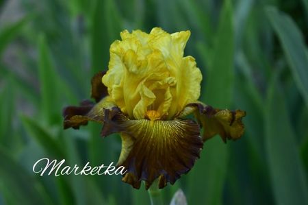 AddText_05-21-11.30.41