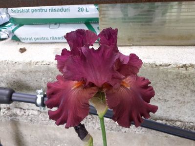 Vizier