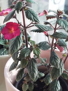 Xachimenantha Chancey Marie