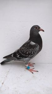 vandut