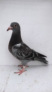 vandut