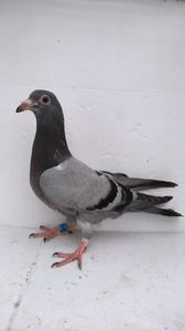 vandut
