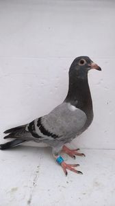 vandut