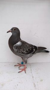 vandut