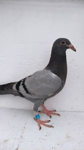 vandut 6buc