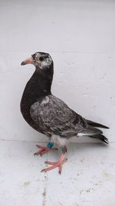 vandut