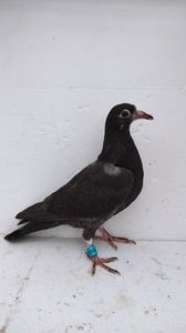 vandut