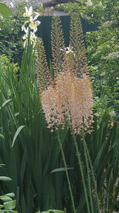eremurus robustus(crin "coada vulpii")