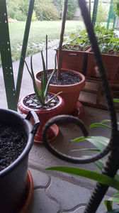 aloe barbadensis(aloe vera)