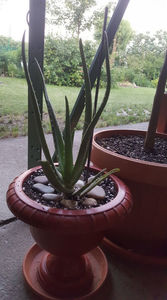 aloe barbadensis(aloe vera)