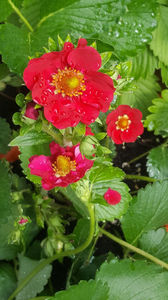 fragaria "ananassa tristan"