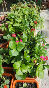 fragaria "ananassa tristan"