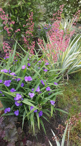 tradescantia virginiana
