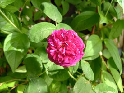 Rose de Recht