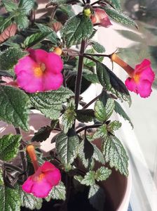 Xachimenantha Chancey Marie
