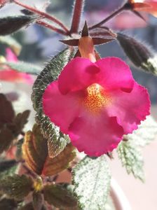 Xachimenantha Chancey Marie