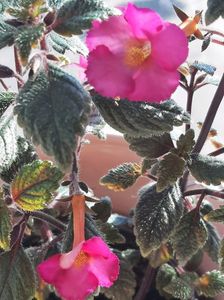 Xachimenantha Chancey Marie