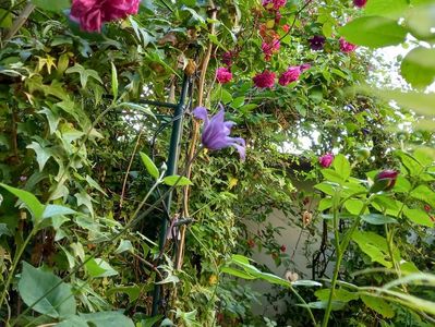 Clematis "Arabella"