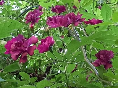 Violette