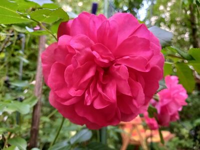 Rosarium Uetersen