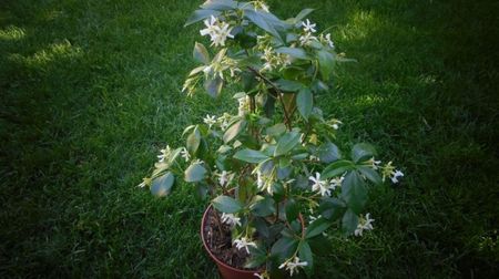 Trachelospermum jasminoides