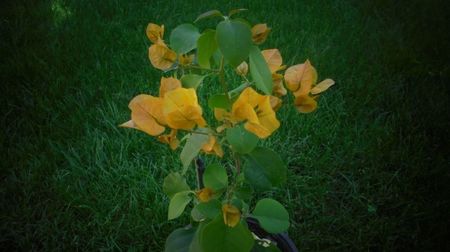 Bougainvillea