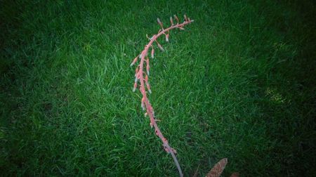 Gasteria