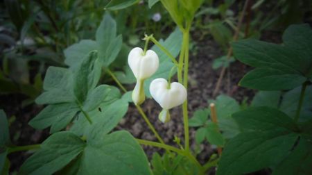 Dicentra,delicata si frumoasa...multumesc!