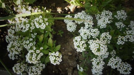 Lobularia maritima
