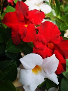 Dipladenia alb rosu