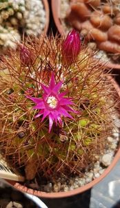 Mammillaria spinosissima