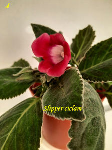Slipper ciclam(1-06-2022)