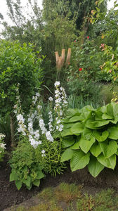 eremurus robustus(crin "coada vulpii")