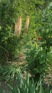 eremurus robustus(crin "coada vulpii")