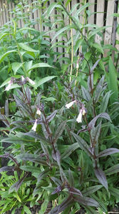 penstemon "dark towers"