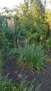 eremurus robustus