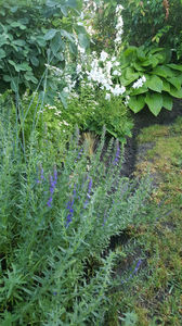hissopus officinalis(isop); Asta-i o planta biblica. Fluturii se aduna stol deasupra ei. Nu stiu ce le place ca are o mireasma de planta aromatica(seamana cu rosmarinul)
