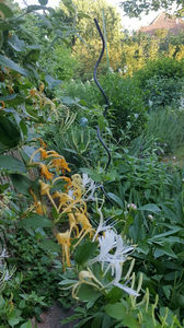 lonicera japonica; la noi i se zice &quot;mirele si mireasa&quot;

