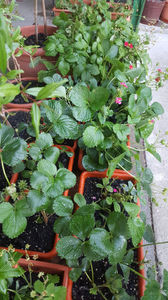 fragaria "ananassa tristan"