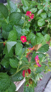 fragaria "ananassa tristan"