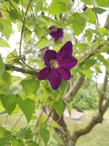 clematis hybr. blue
