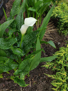 zantedeschia aethiopica; nu este calla, unii fac o confuzie
