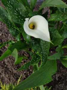 zantedeschia aethiopica; nu este calla, unii fac o confuzie
