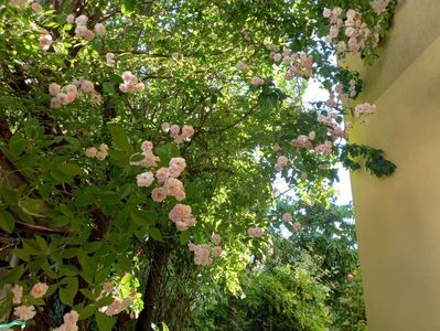 Paul's Himalayan Musk