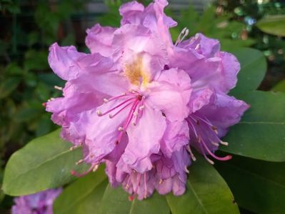 Grandiflorum