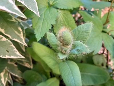 Meconopsis Betonicifolia