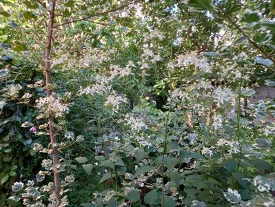 Clematis recta Purpurea