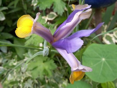 Iris hollandica "Frans Hals"