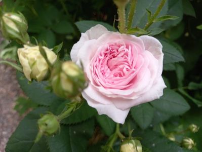 Felicite Parmentier