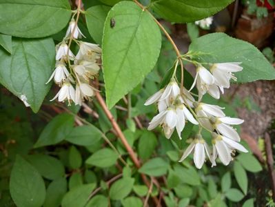 Deutzia scabra